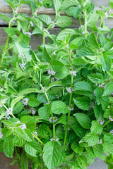 Fresh growing and flowering mint