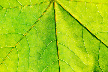 Fototapeta na wymiar texture of green fresh leaf