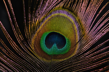 Peacock feather, feather, tail, tail feather