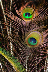 Peacock feather, feather, tail, tail feather
