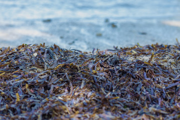 seaweed on sandy beach