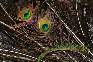 Peacock feather, feather, tail, tail feather