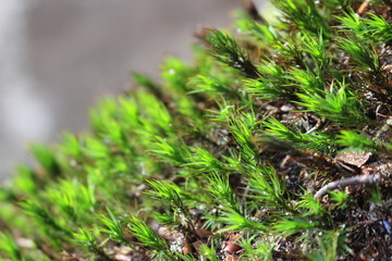 moss