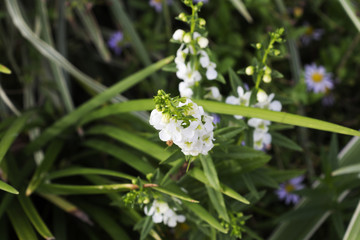 Beautiful flowers in the garden