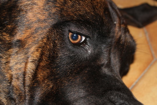 regard chien