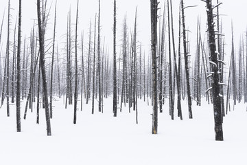 Lodgepole Pine Trees in Snow