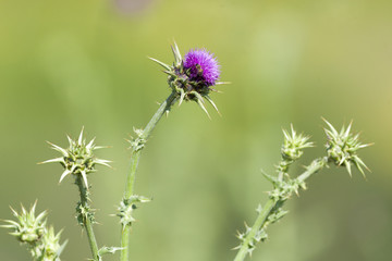beautiful flower at park