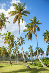 Fototapeta premium Palm forest. Coco palm trees with green leaves on sunny blue sky background