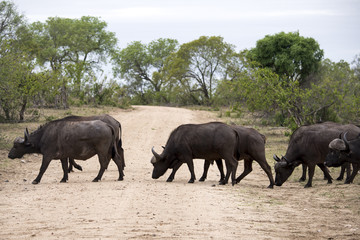 Fototapeta premium Buffle d'Afrique, Syncerus caffer, Parc national Kruger, Afrique du Sud