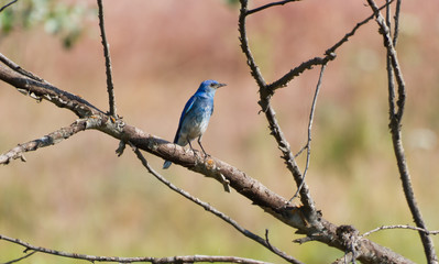Mountain Bluebird