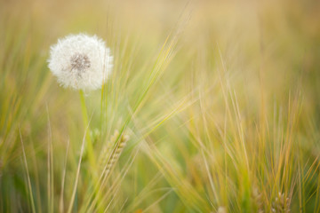 Fototapeta na wymiar Dandelion in barley field
