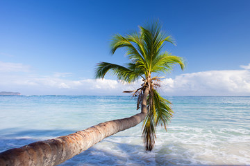 Caribbean landscape. One palm tree hanging over blue sea