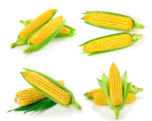 Corn collection isolated