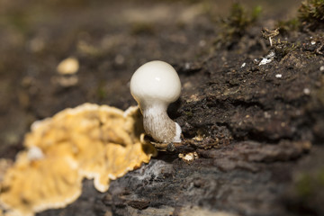 mushrooms in forest