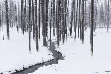 Stream in Snow Covered Forest