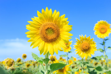 Obraz premium Sunflowers (Helianthus) close-up summer season