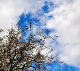 Tree branch on sky background.