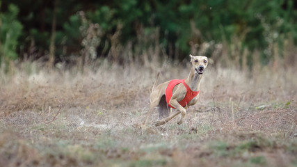 Obraz na płótnie Canvas Small Dog Italian Greyhound pursues bait in the field