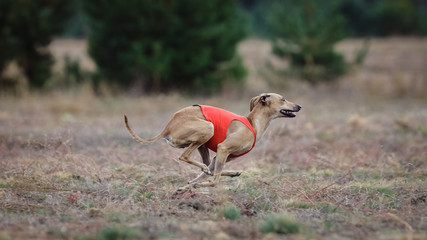 Dog Italian Greyhound pursues bait in the field