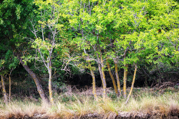 Trees with green leaves and yellowed grass on the shore of the pond. Green vegetation.