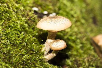 mushrooms in forest