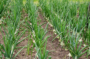 Fresh onion field