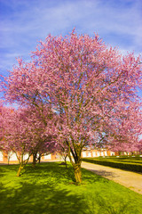 Naklejka premium blooming apple trees in the garden