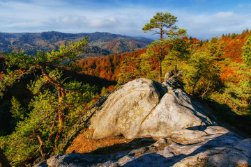 Forest in sunny afternoon while season. Autumn Landscape. Ukrain