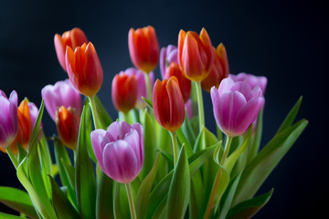 Tulips. Beautiful bouquet of colorful spring tulips.