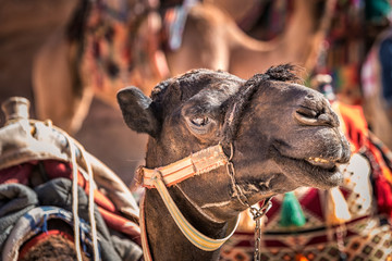 Camels of Petra