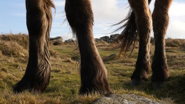 Horses hooves, close up