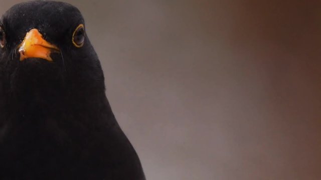 blackbird eating a apple