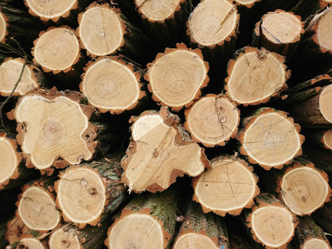 stos drzewa, posiekane pnie, drewno opałowe