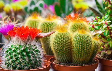 Different types of cactuses on a counter of shop