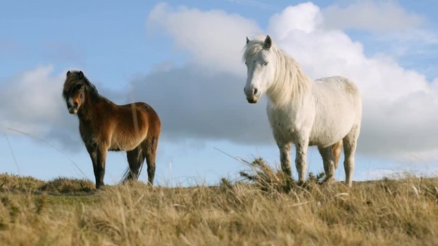 Wild horses standing in grassland