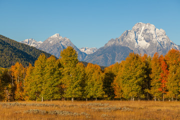 Autumn Landscape in Teton National Park