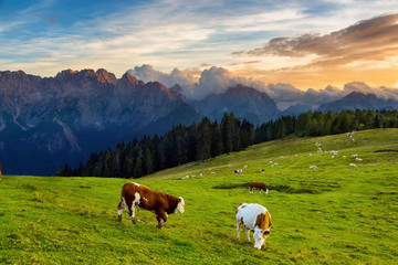 Fototapeta na wymiar cow grazing on alpine meadow