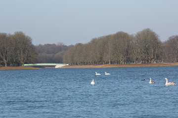 Decksteiner Weiher, Stadtwald, Köln, Winter 