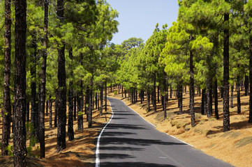 Road among pine forest near El Julan in El Hierro, Spain.