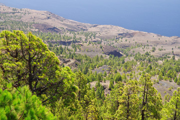 Fototapeta na wymiar Canary pine tree forest near El Julan in El Hierro, Spain.
