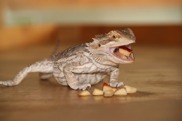 lizard eating apple