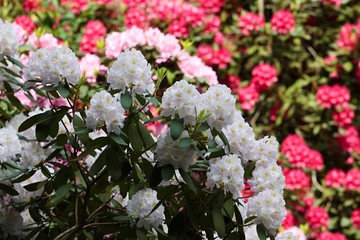 Beautiful tropical rhododendron flowers. Nice blooming plants in botanical garden. Various petal colors  of laurel