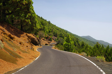 Road among pine forest near El Julan in El Hierro, Spain.