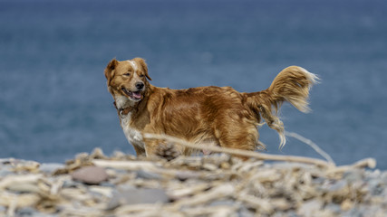 Dog on a pebble beach