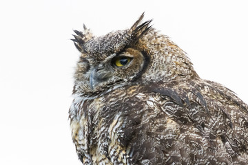 Great Horned Owl