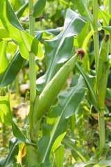 Obraz premium Corn farm field scene. Summer season cultivation landscape with green plants cornfield.