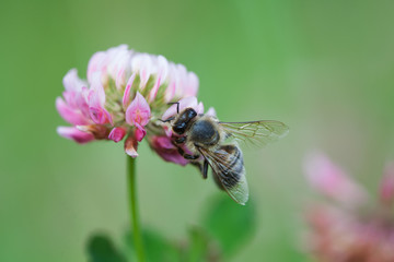 Honey bee pollinating clover flower. Macro view violet petal and insect searching nectar. Shallow depth of field, selective focus photo