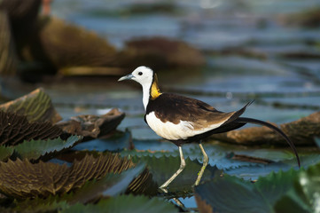 Pheasant-tailed Jacana(Hydrophasianus chirurgus), beautiful bird Standing on lotus leaf.