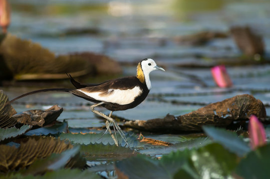 Pheasant-tailed Jacana(Hydrophasianus chirurgus), beautiful bird Standing on lotus leaf.