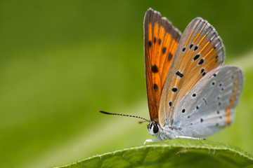 Fototapeta na wymiar Butterfly macro view. Blue orange gossamer-winged Polyommatus icarus on greenery leaf background, macro view shallow depth field
